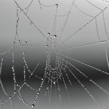Detailed spider web glistening with morning dew drops, creating a captivating natural pattern.